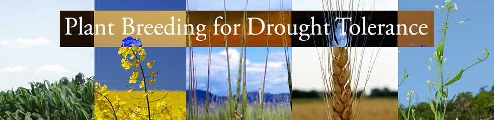 plant breeding for drought tolerance banner photo